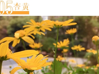 那些中國傳統顏色，都藏在領(lǐng)悅社區的春景之中……